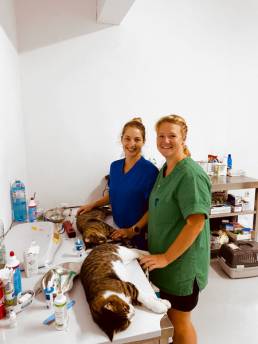 avecats flyingcats tierschutzverein