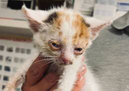 Save Cats Pflegekatze Rettung