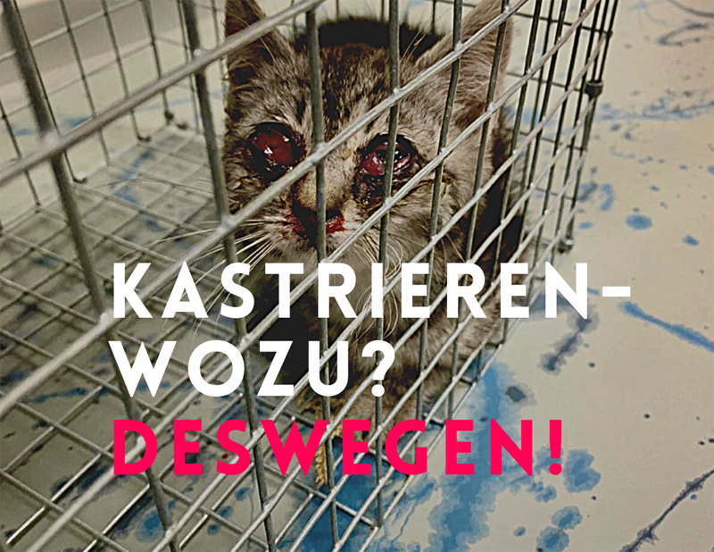 Kastrationen Tierschutz Save Cats! Yes We Can! Informationen