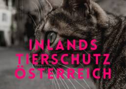 Save Cats Inlandstierschutz Österreich